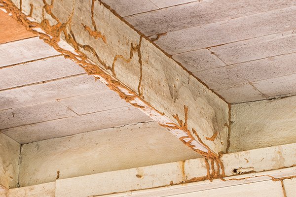 signs of a termite infestatioin